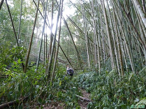 光崙山20140124(37)