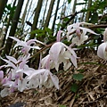 阿里山根節蘭20140228(8)