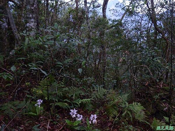 阿里山根節蘭20140228(26)