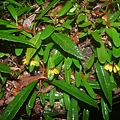 黃萼捲瓣蘭20100918(1)