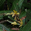 黃花鶴頂蘭20110605(22)