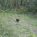 20110424陽明山竹雞(6)