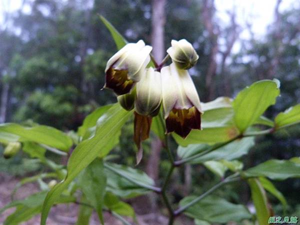 台灣寶鐸花20140413(8)