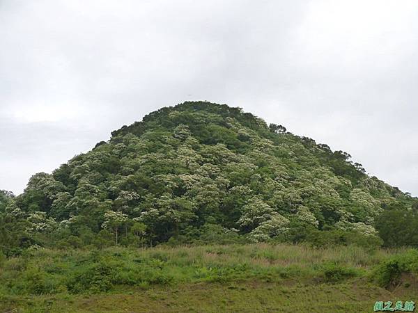 20140427桐花山