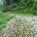 20140430桐花雨