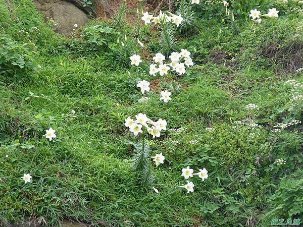 東北角野百合20140503(16)