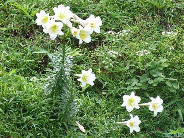 東北角野百合20140503(21)