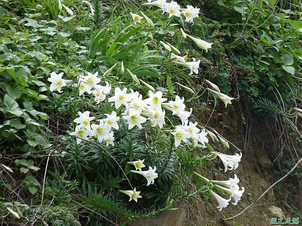 東北角野百合20140503(23)