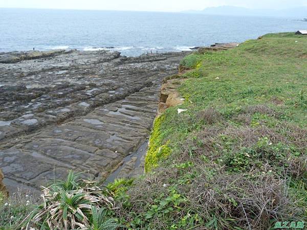 望月坡百合20140503(24)