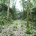 桐花雨20140430(1)