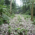 桐花雨20140430(2)