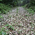 桐花雨20140430(3)