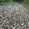 桐花雨20140430(8)