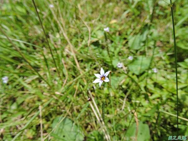 白花庭菖蒲20140510(14)