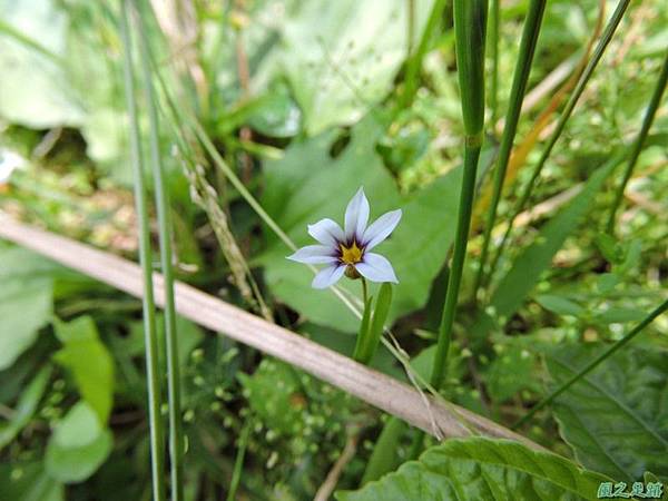 白花庭菖蒲20140510(15)