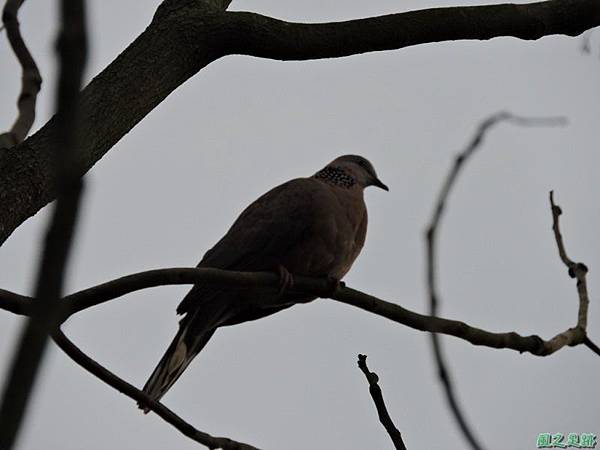 珠頸斑鳩20140511(3)