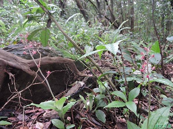 寶島羊耳蒜20140510(9)