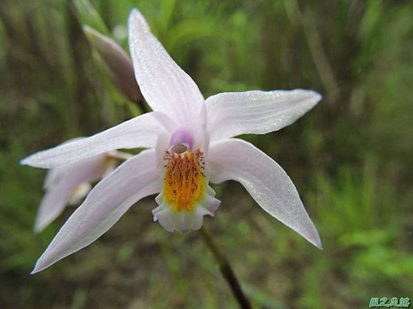 台灣白及20140525(12)