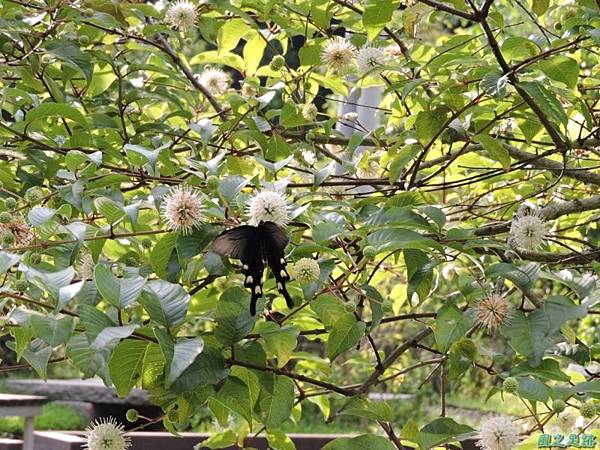 20140602台灣麝香鳳蝶(風箱樹)(6)