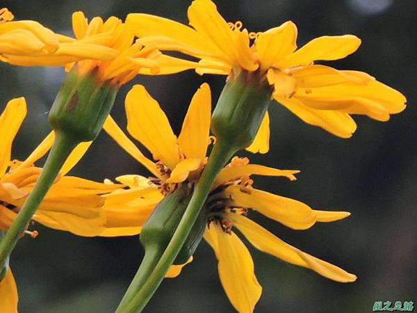 大吳風草20140601(24)