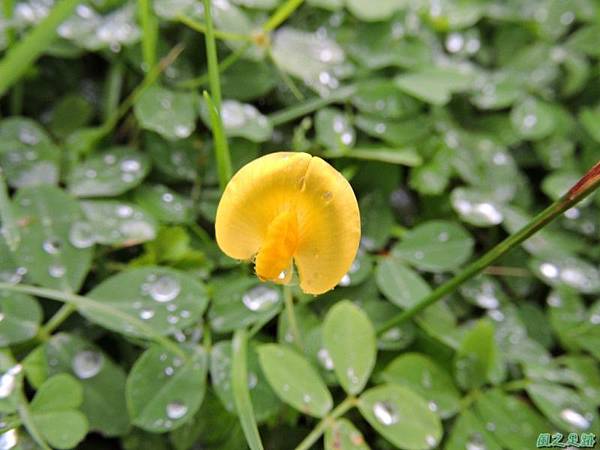 蔓花生 黃色蝶形花之豆科花生屬地被植物 風之足跡 痞客邦 蔓花生 黃色蝶形花之豆科花生屬地被植物 風之足跡 痞客邦
