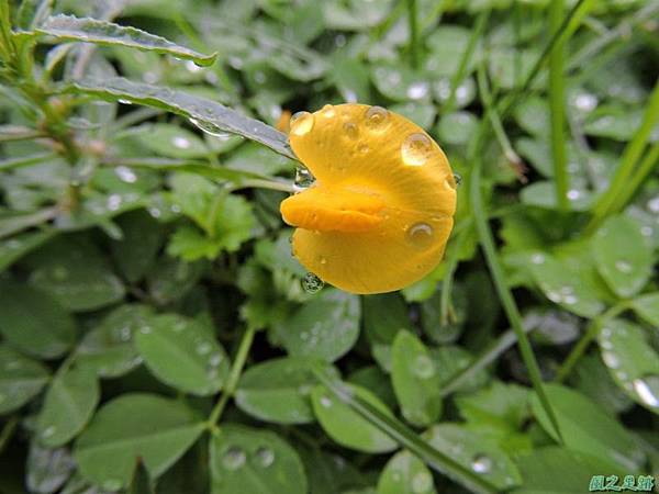 蔓花生 黃色蝶形花之豆科花生屬地被植物 風之足跡 痞客邦 蔓花生 黃色蝶形花之豆科花生屬地被植物 風之足跡 痞客邦