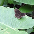 大波紋蛇目蝶20140601(1)