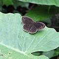 大波紋蛇目蝶20140601(2)
