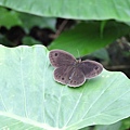 大波紋蛇目蝶20140601(3)