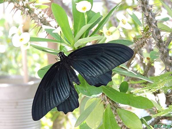 大鳳蝶羽化20140621(17)