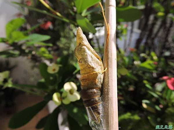 大鳳蝶羽化20140621(25)