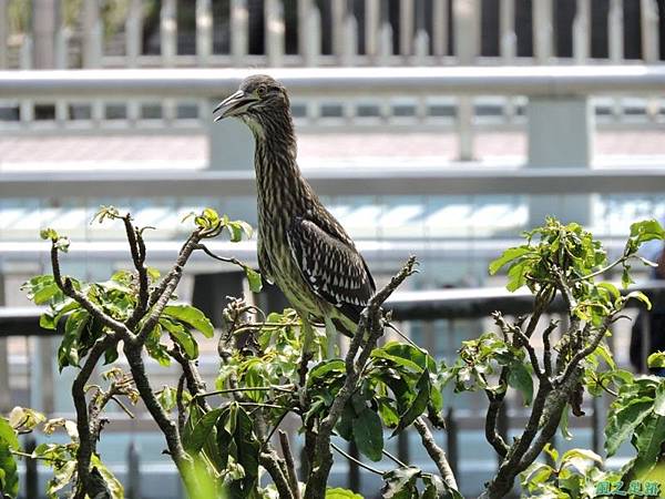 黃頸黑鷺20140705(4)