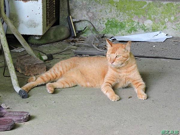 安康蝴蝶生態園20140713(24)