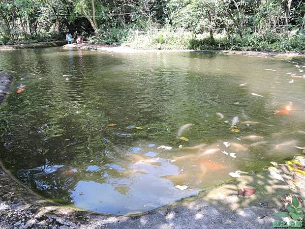 安康蝴蝶生態園20140713(68)