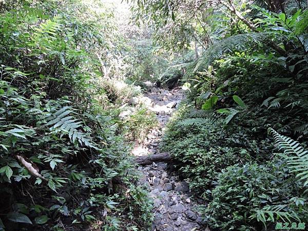 安康蝴蝶生態園20140713(74)