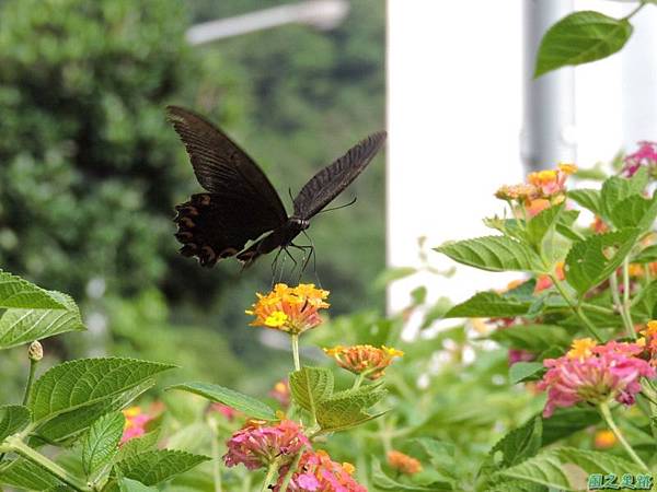 二叭子植物園20140713(38)