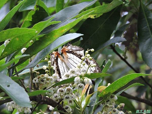 二叭子植物園20140713(43)