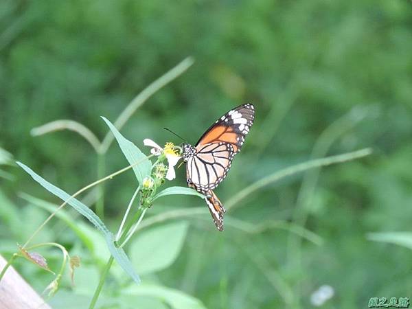 二叭子植物園20140713(48)