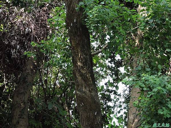 渡邊長吻白蠟蟬20140720(2)