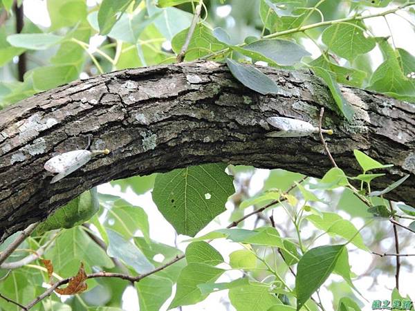 渡邊長吻白蠟蟬20140720(24)