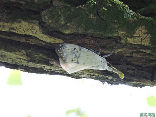 渡邊長吻白蠟蟬20140720(25)