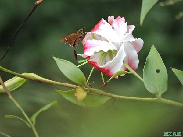 艷紅鹿子百合20140803(19)