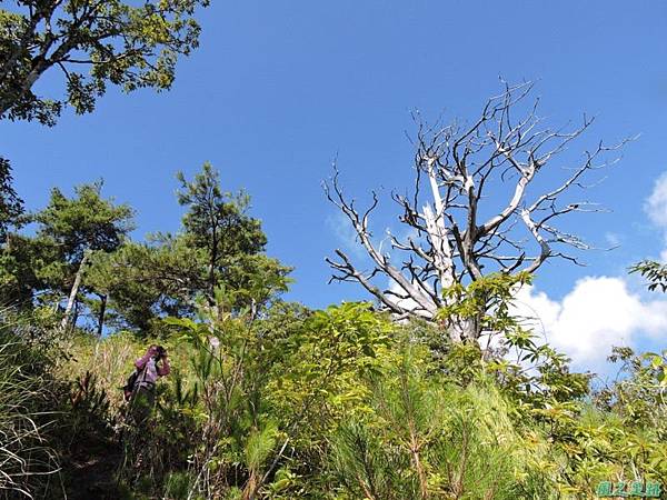 羅葉尾山20140907(72)