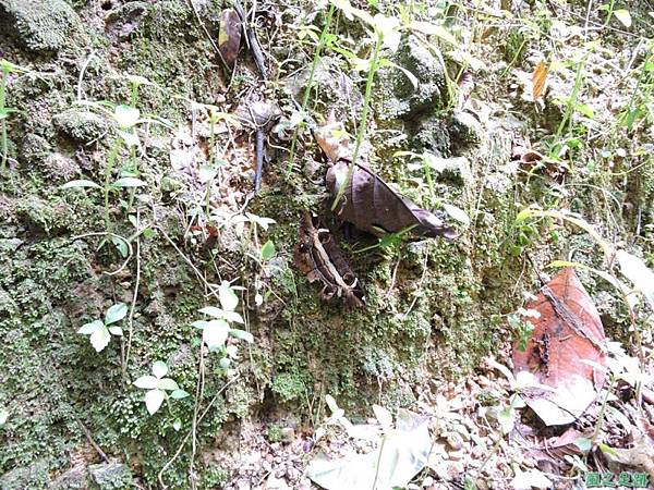 魔目夜蛾20140809(2)