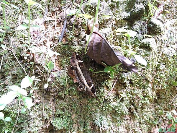 魔目夜蛾20140809(6)