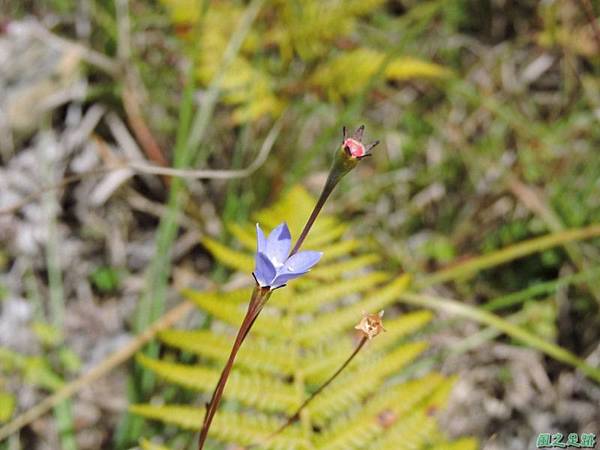 細葉蘭花參20141011 (6)