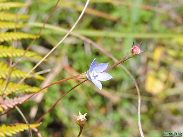 細葉蘭花參20141011 (11)