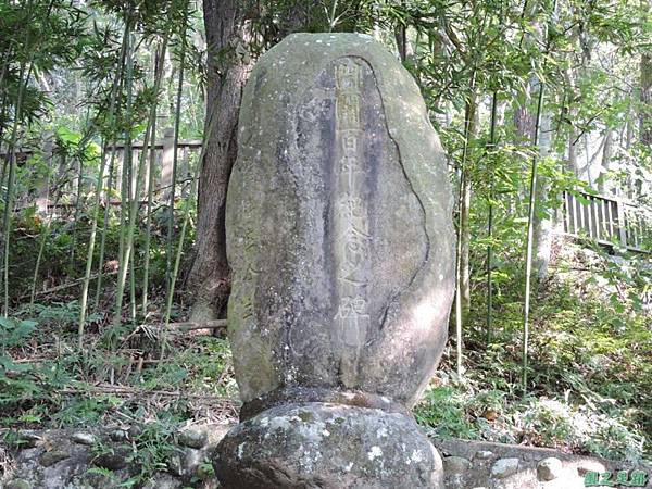 秀巒公園珍貴樹木20141018(19)