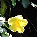 軟枝黃蟬20141018(11)