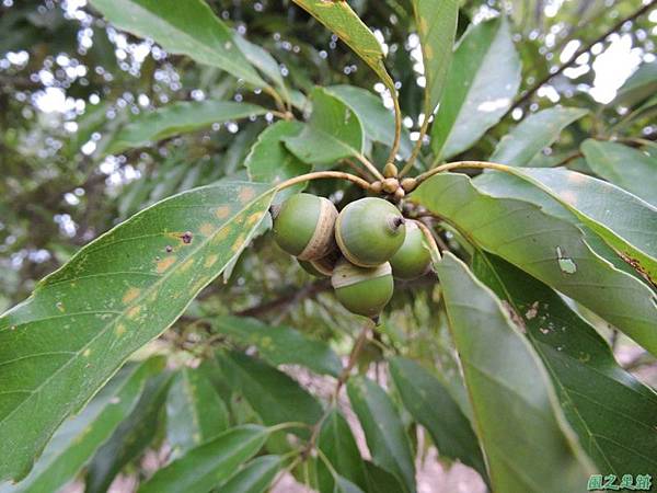 殼斗科植物20141026(5)